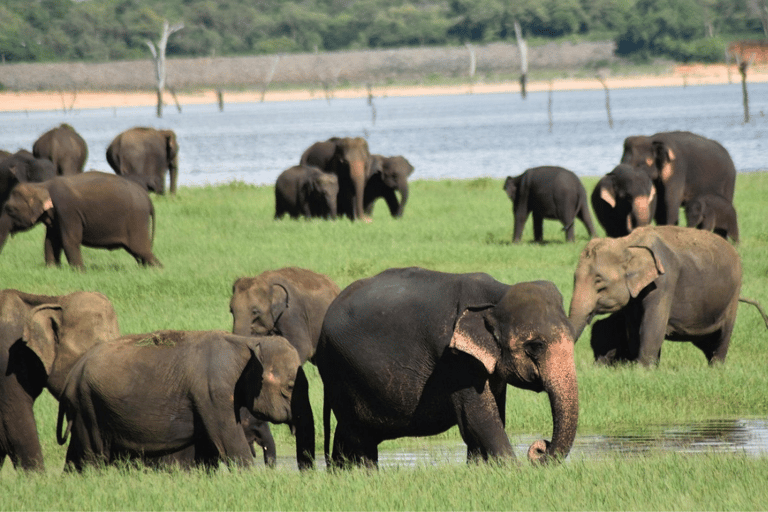 Polonnaruwa Cycling: Paddy-Field Lunch with Eco Park Safari All-Inclusive Package