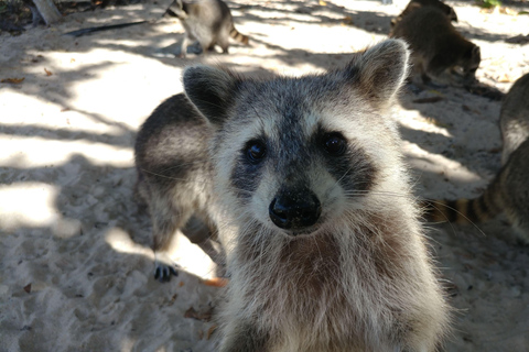 Ilha Raccoon: Exploração em SUP/caiaque