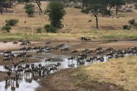 Excursión privada de un día al Parque Nacional de Tarangire con almuerzo