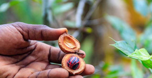 Zanzibar: Spice Farm Private Tour