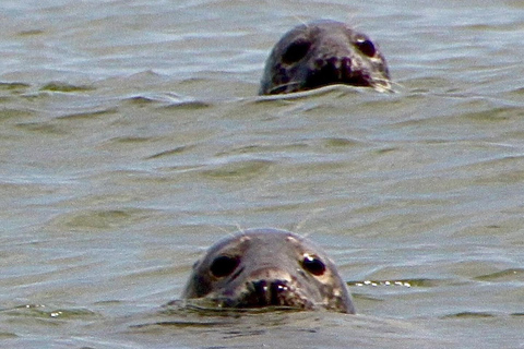 Lowestoft: Scroby Sands Seal Watching Trip Scroby Sands Seal Trip