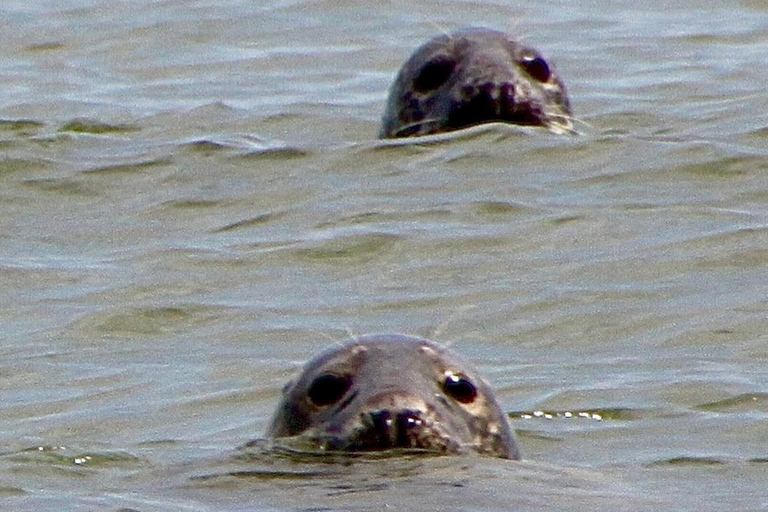 Lowestoft: Scroby Sands Seal Watching Trip Scroby Sands Seal Trip