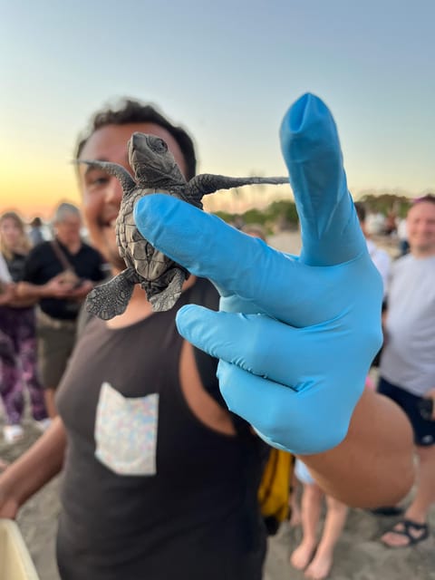 Puerto Vallarta: Liberación de tortugas y visita al campamento ...