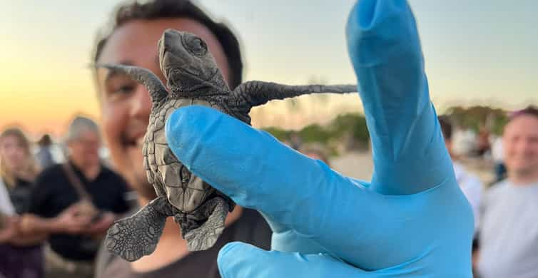 Puerto Vallarta: Baby Turtle Release in Conservation Area | GetYourGuide