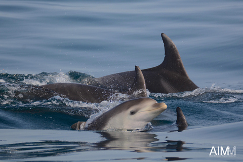 Portimão: Dolphins and Marine Life boat tour with Biologist Small-group Tour