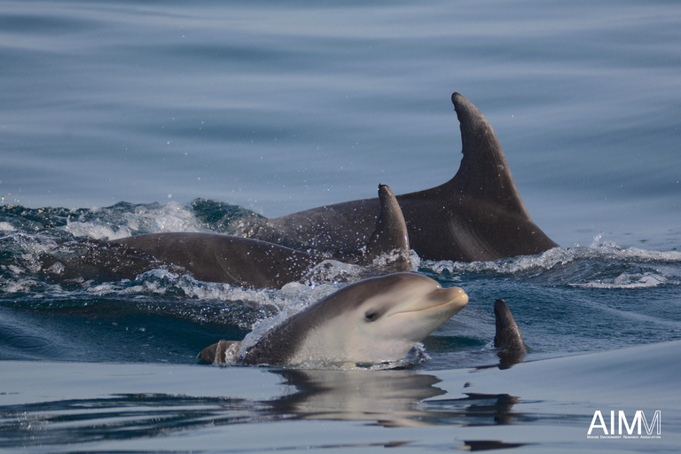 Portimão: Dolphins and Marine Life boat tour with Biologist Private Tour