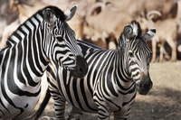 Fuerteventura, Oasis Wildlife Entry Ticket - Housity