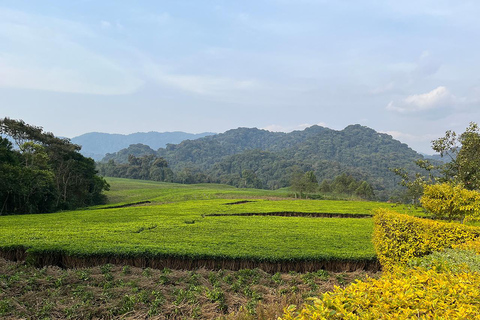 Chute d&#039;eau pittoresque au milieu de la forêt de Nyungwe