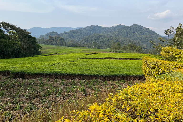 Prachtige watervalervaring midden in Nyungwe Forest