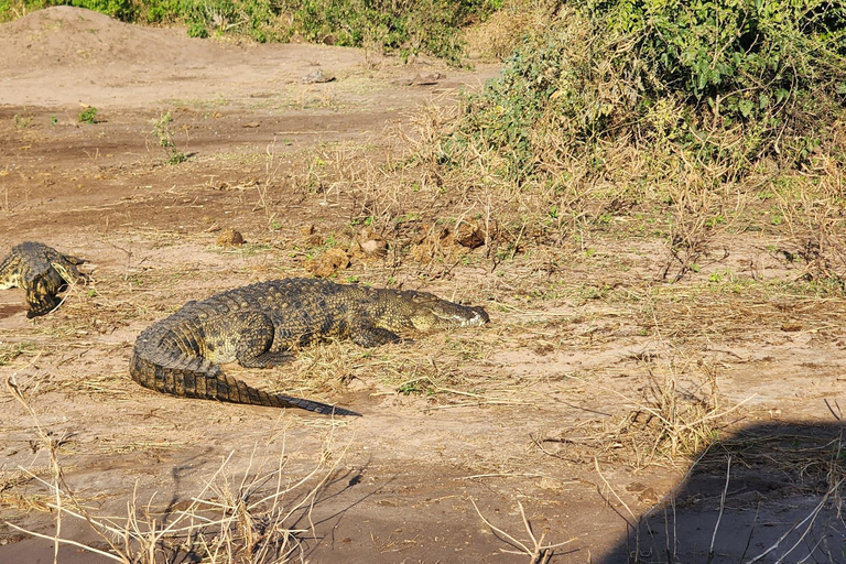 Chobe National Park Day Trip from Victoria Falls with Lunch