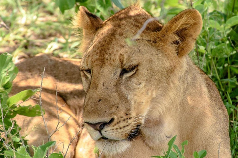 Arusha National Park: Day Trip with Walking Safari & Canoe Shared Day Trip Transfer & Game Drive (Fees Excluded)