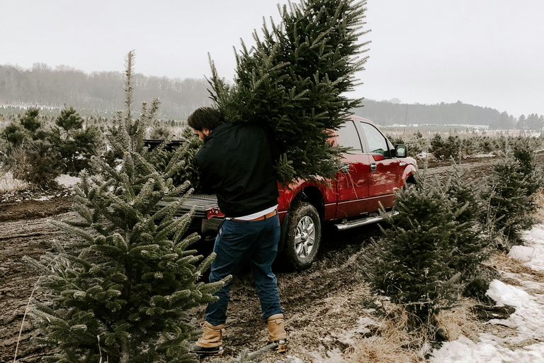 Las Vegas: l&#039;avventura di tagliare il tuo albero di NataleLas Vegas: diga di Hoover, città fantasma del West e cliff jumping