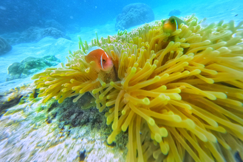 Ko Tao: Vintage Boat-Small Group Snorkeling Day Trip w/Meals