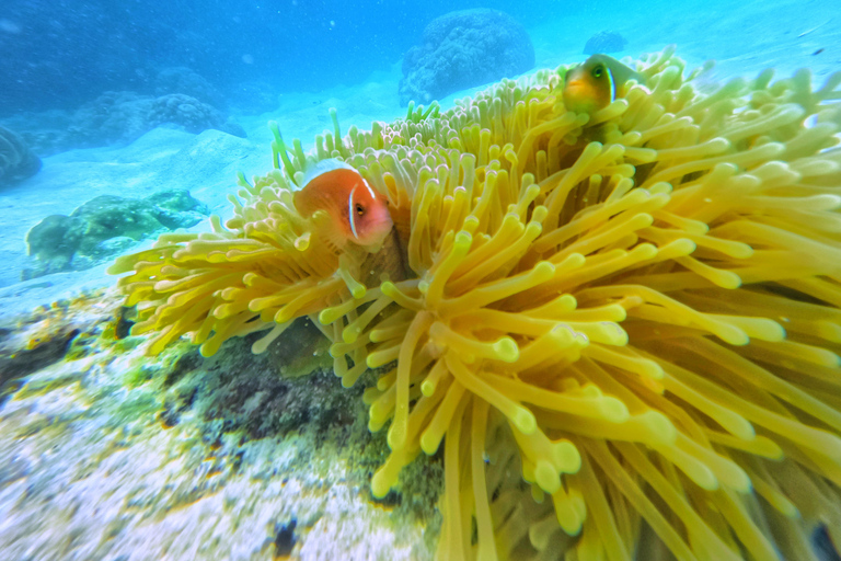 Ko Tao: Vintage Boat-Small Group Snorkeling Day Trip w/Meals