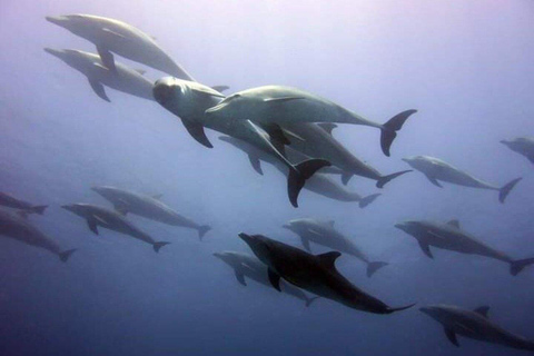 Swim with Dolphins Mnemba, Snorkeling, & Beach Horse Riding ONLY TRANSFERS INCLUDED – ALL ENTRANCE FEES ARE NOT INCLUDED