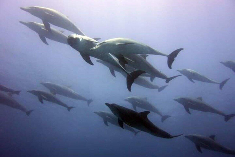 Swim with Dolphins Mnemba, Snorkeling, & Beach Horse Riding ONLY TRANSFERS INCLUDED – ALL ENTRANCE FEES ARE NOT INCLUDED