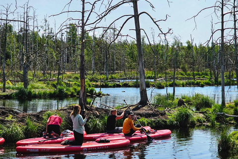 From Riga: Latvian jungle tour with paddle boardLatvian jungle