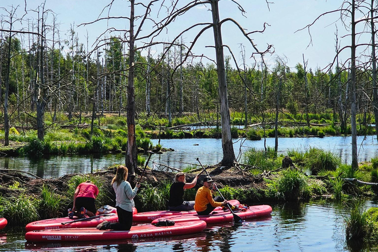 From Riga: Latvian jungle tour with paddle boardLatvian jungle