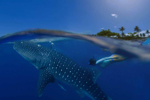 Swim with Whale Sharks in Mafia Island Flight from Zanzibar Mafia Whale Shark Adventure – Day Trip (No Flights Included)