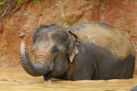 Phuket : Visite à pied du parc des éléphants de Bukit et nourrissage