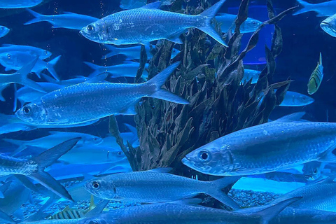 Jakarta Aquarium & Safari Entrance Ticket Regular Entrance Ticket Only