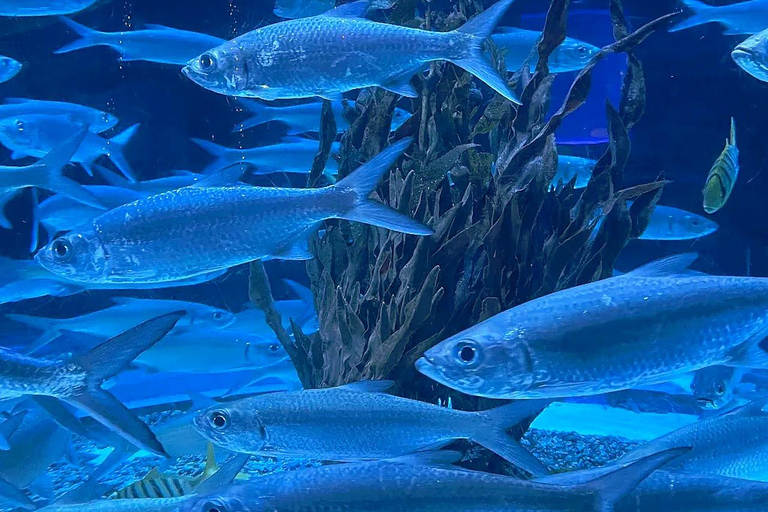 Jakarta Aquarium & Safari Entrance Ticket Regular Entrance Ticket Only