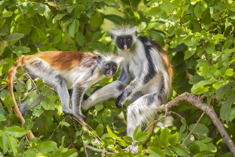 Zanzibar: Jozani Forest, Spice Farm, and Stone Town Tour