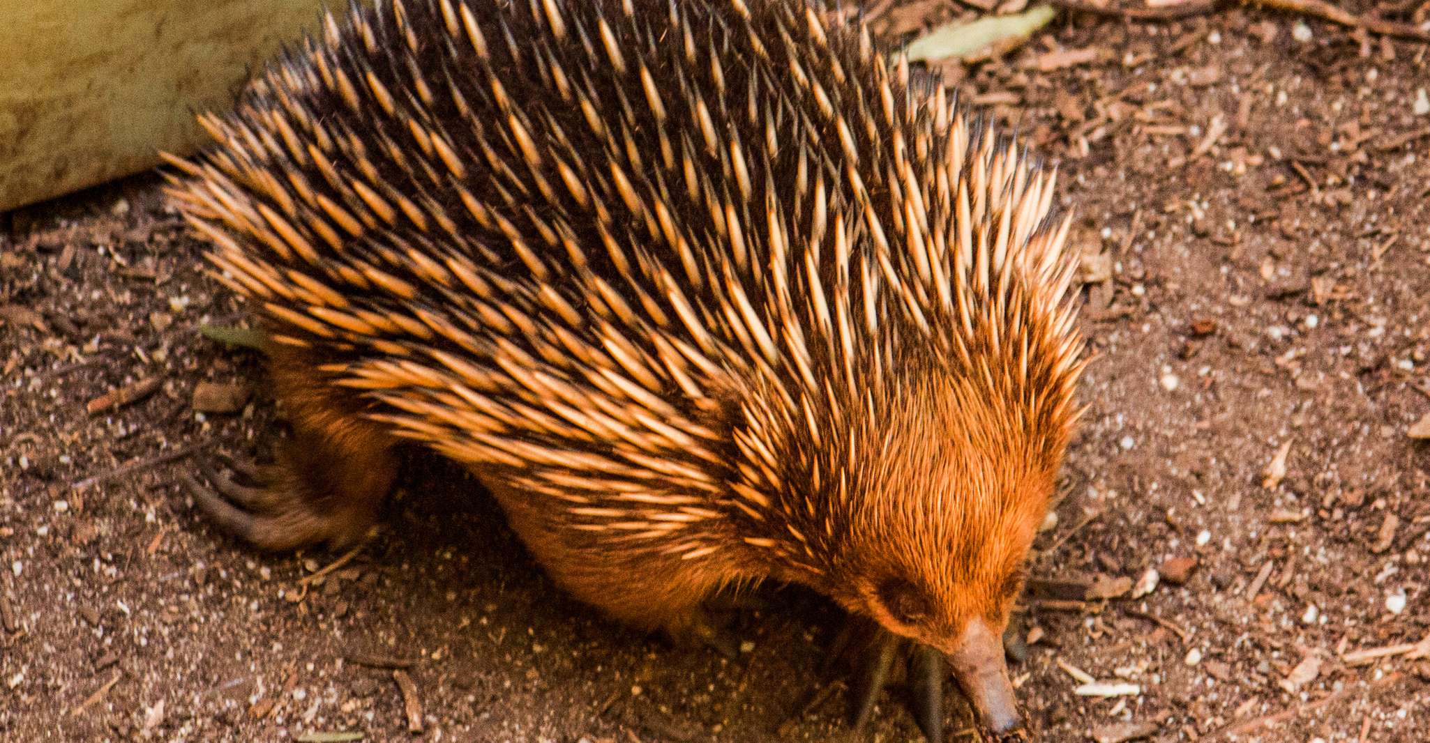 Melbourne, Puffing Billy & Healesville Santuary Scenic Tour - Housity