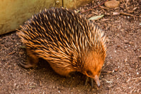 Melbourne, Puffing Billy & Healesville Sanctuary Scenic Tour - Housity