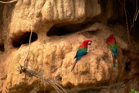 From Puerto Maldonado: Chuncho Macaw Clay Lick Day Tour