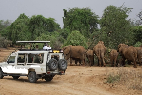 4-dniowe luksusowe safari w Aberdare i Samburu - LandCruiser Jeep 4x44-dniowe safari w domkach Aberdare i Samburu