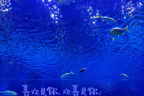 Shanghai: Haichang Ocean Park Entry Ticket Shanghai: Haichang Ocean Park Entry Ticket
