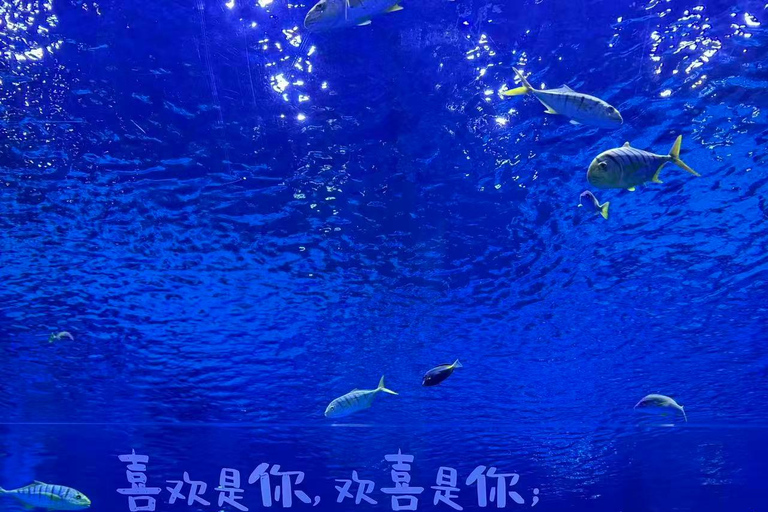 Shanghai: Haichang Ocean Park Entry Ticket Shanghai: Haichang Ocean Park Entry Ticket