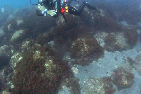 Pico Island: Guided Shore Diving for Certified Divers