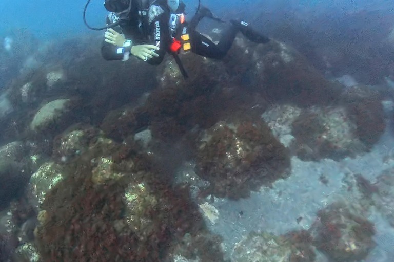 Pico Island: Guided Shore Diving for Certified Divers