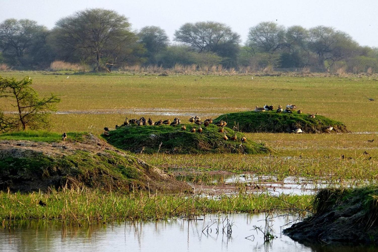 Parque Nacional Keoladeo Guía de tickets electrónicos Traslados en RickshawParque Nacional Keoladeo: Ticket electrónico con traslados en calesa