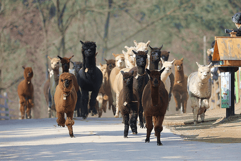 Seul: Kolejka linowa Samaksan i Nami z Alpaca World/RailbikeAlpaca Group Tour, spotkaj się w Dongdaemun (DDP)