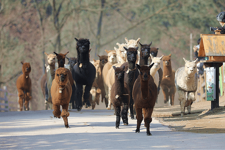 Seoul: Samaksan linbana &amp; Nami med Alpaca World/Railbike