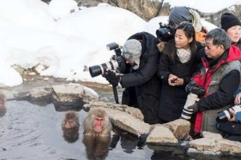 طوكيو جولة خاصة ليوم واحد في حديقة القرود الثلجية ومعبد زينكوجيجولة قرد الثلج ومعبد زينكوجي في سيا