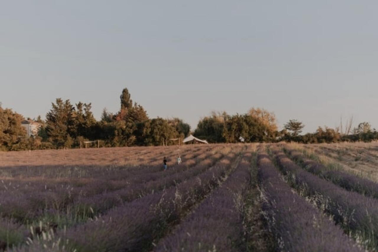 Aix-en-Provence: Visit a Lavender Field + Snacking at TERRE UGO Aix-en-Provence: Visit a Lavender Field + Snacking TERRE UGO