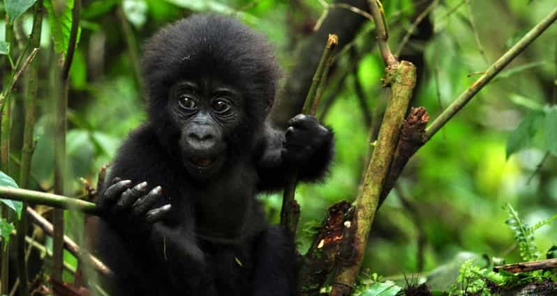 Tage Luxus Gorilla Schimpanse Wildtiere Uganda Safari Getyourguide