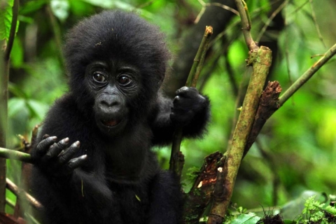 7-daagse luxe gorilla-, chimpansee- en wildlife-safari in Oeganda