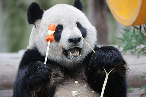 Shanghai: Wild Animal Park Day Trip with Safari Bus Wild Animal Park Day Trip