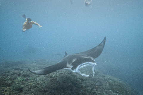 从巴厘岛出发：努沙佩尼达魔鬼鱼浮潜私人乘船观光共享游船之旅（含午餐，巴厘岛酒店接送服务）