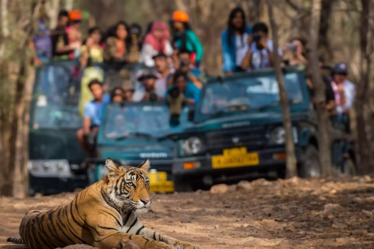 Prywatna wycieczka nocna: Jaipur – safari tygrysów Ranthambore