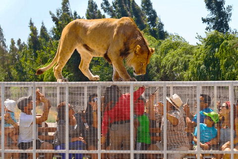 Depuis Santiago : Safari Park, une expérience sauvagePoint de rencontre : Hôtel Le Méridien