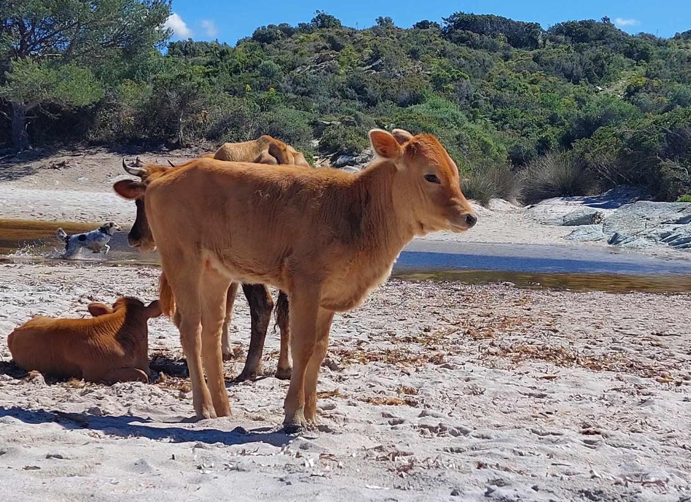 Fra Calvi: 4x4-dagstur til bjergene og Agriates' Saleccia-strand