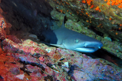 Tamarindo: Snorkeltour met gids en zeeleven spotten