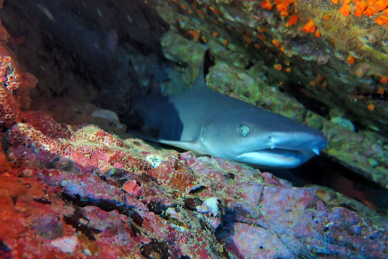 Tamarindo: Snorkeltour met gids en zeeleven spotten