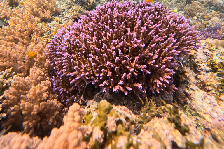 Gili Air: Sharring Snorkeling Experience by Boat